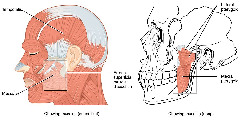 1108 Muscle that Move the Lower Jaw