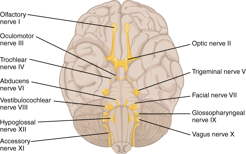 1320 The Cranial Nerves