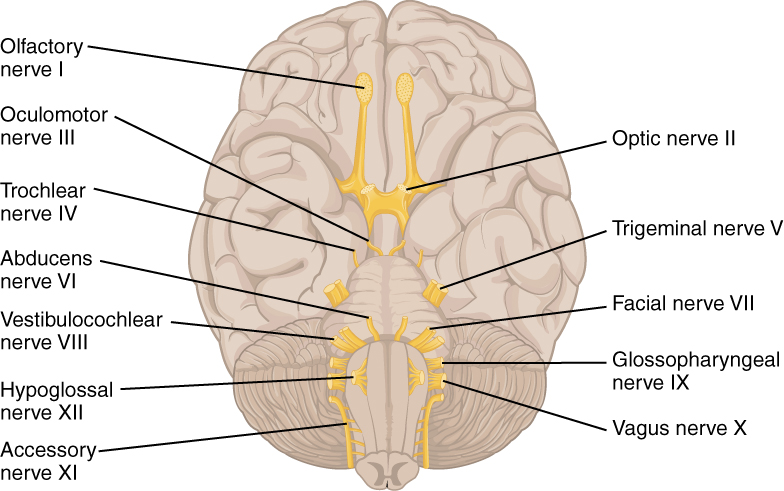 Cranial Nerve V - Trigeminal V3 - Mandibular Division Diagram