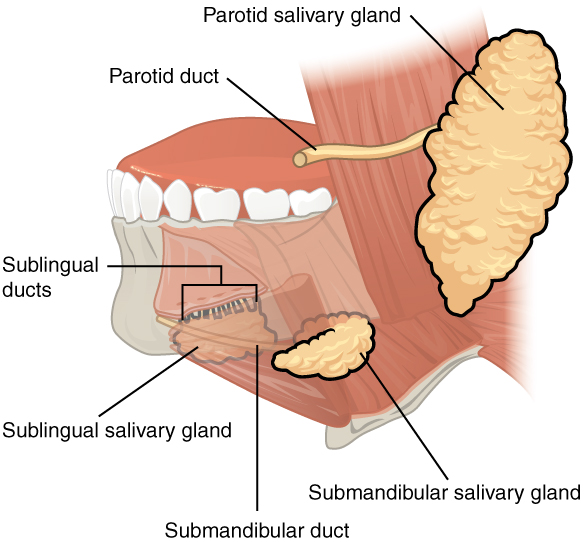 2408 Salivary Glands