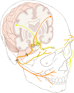 Cranial nerve VII