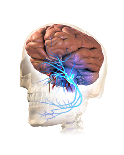 Trigeminal Neuralgia