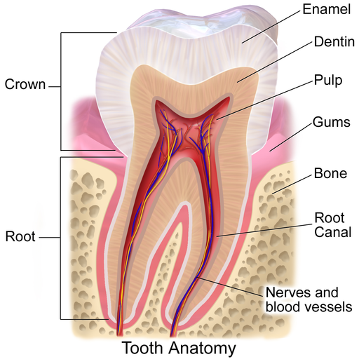 Blausen 0863 ToothAnatomy 02