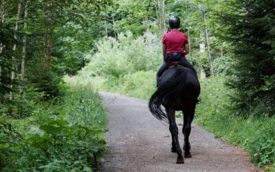 Can Equine-Assisted Therapy Relieve Chronic Pain?