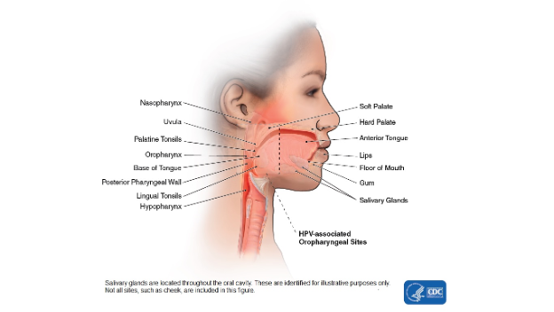 Salivary glands located throughout the oral cavity.